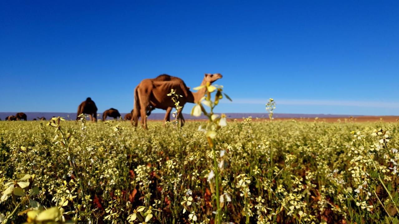 Sahara Luxury Camp Vip Hotel Merzouga Eksteriør billede